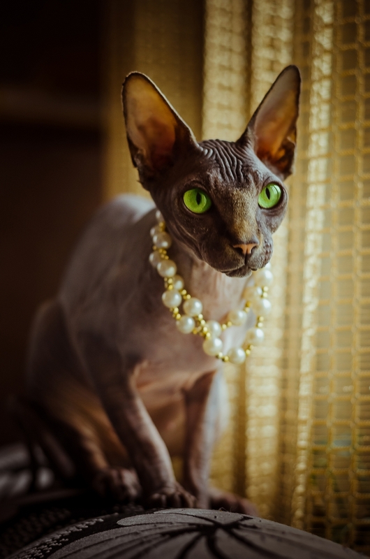 Кот. Просто кот