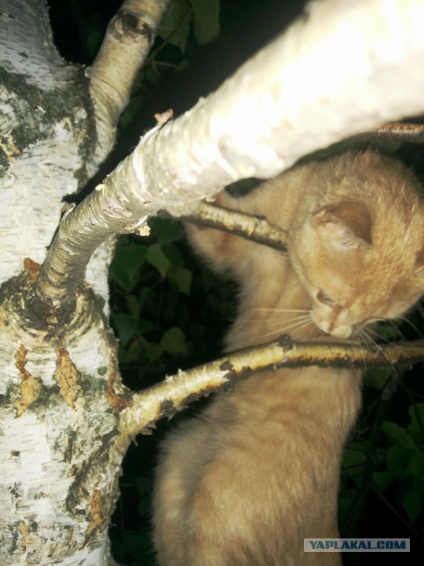 Котовторник 18.08.2015