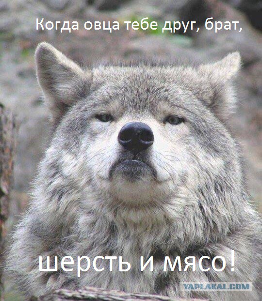 Придет серенький волчок