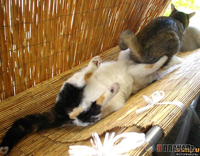 Коты, кошки, котята