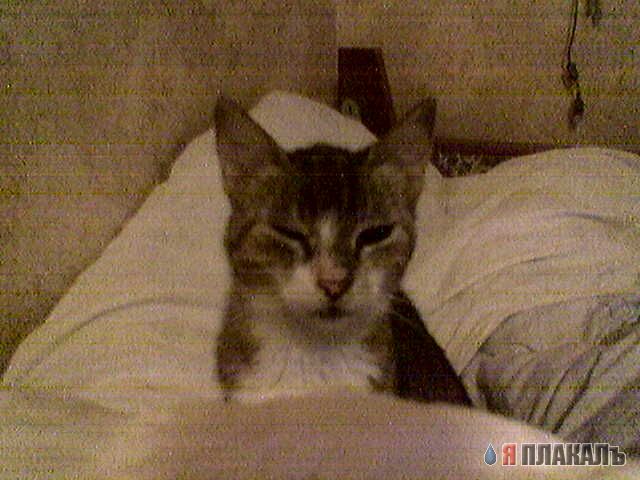 Коты, кошки, котята