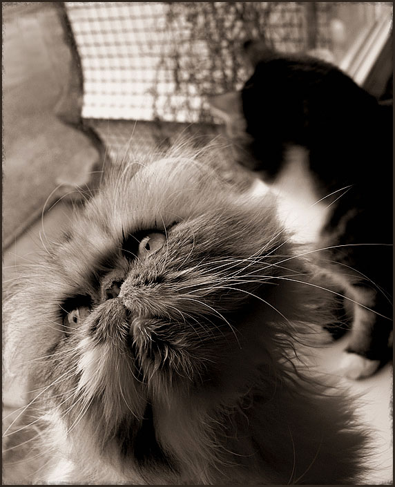 Коты, кошки, котята