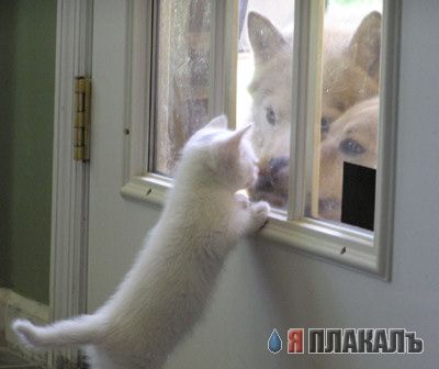 Коты, кошки, котята