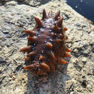 Как выращивают трепанга