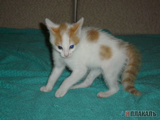 Котомет на вторник!