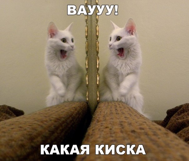 Божьи твари