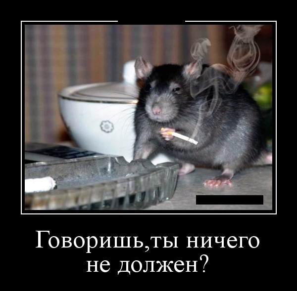 Ассорти картинок из сети