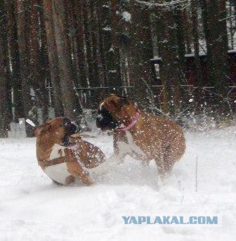 Собаки-поломаки