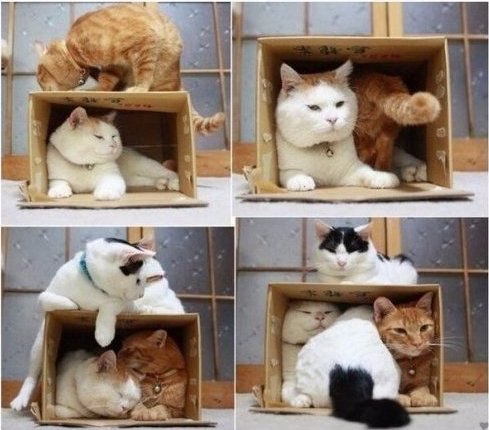 Прикольные животные