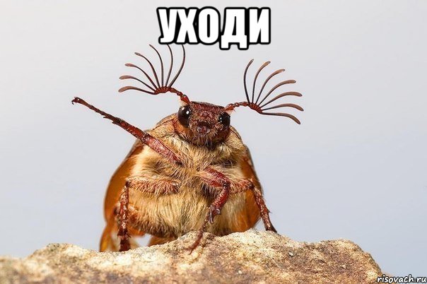 Иду по Казахстану и пью кумыс прямо из горла