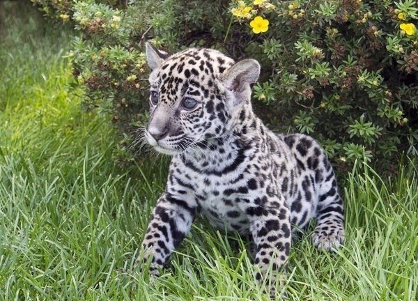 Самые смешные животные