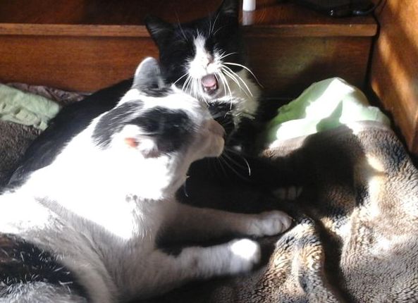 Котовторник 21.02.2017