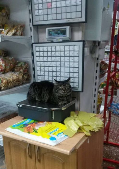 Коты и Кошки