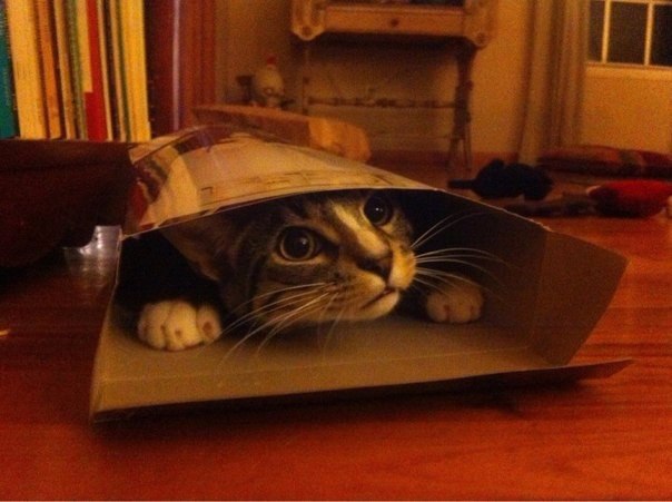 Коты и Кошки