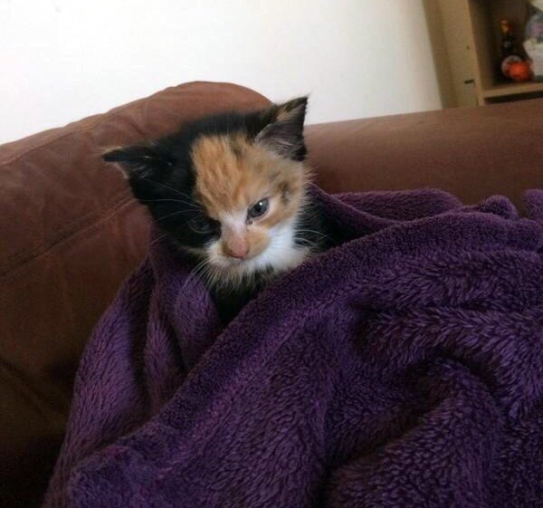 Коты и Кошки
