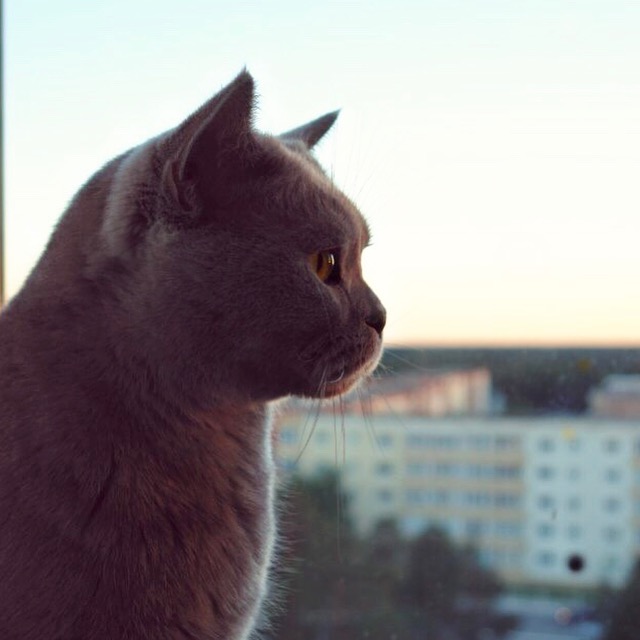 20 шикарных фотографий, в которых вся суть котов