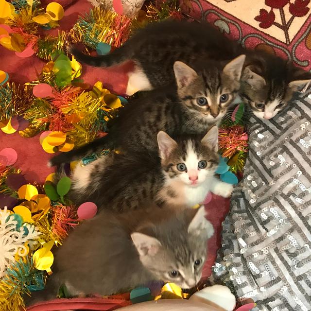 Коты и Кошки
