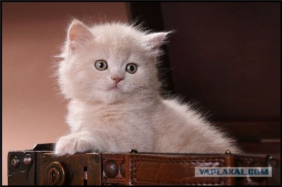 Котовторник на ЯПлакалъ (03.06), котята (31 шт)
