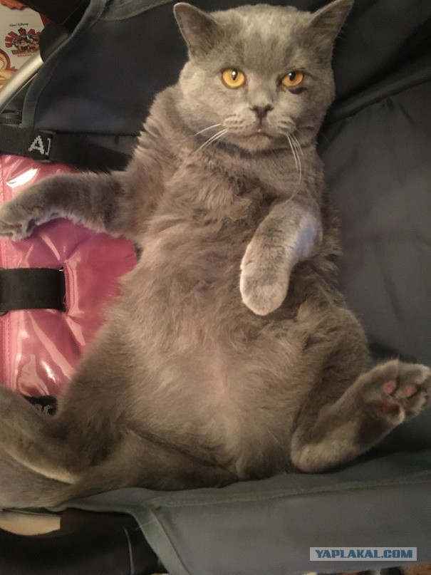 Давай заведем кота