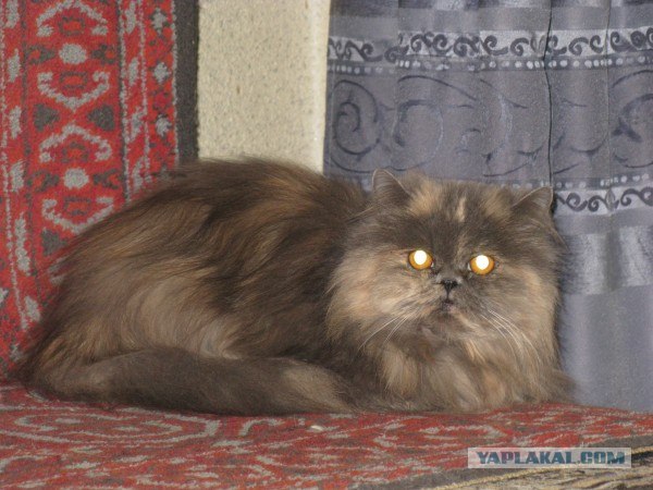 Котейкин вторник! Космический 12.04!