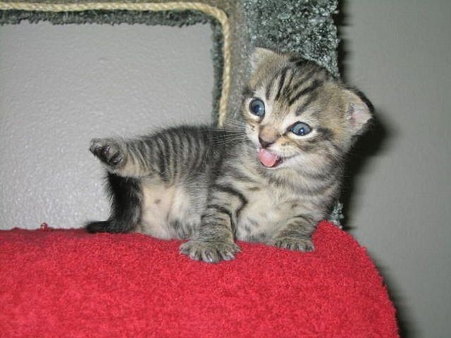 Забавные фото котеек
