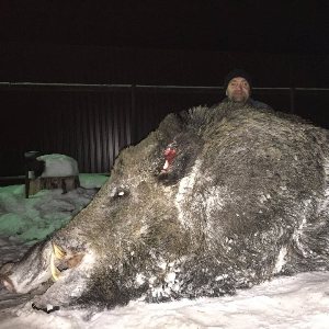 Бородавочник: Полная противоположенность своего образа из «Короля Льва». Поджарый, стройный и брутальный перец
