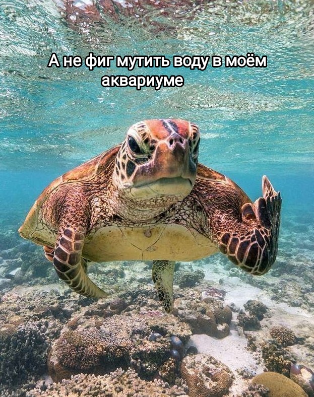 В Турции черепаха напала на русскую туристку и укусила ее за жопу