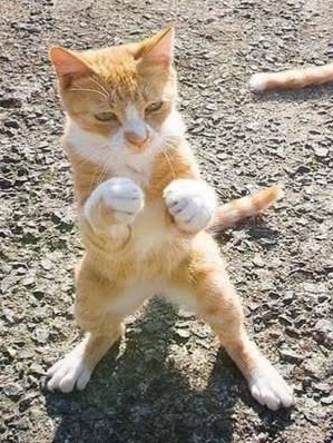 Коты на производстве
