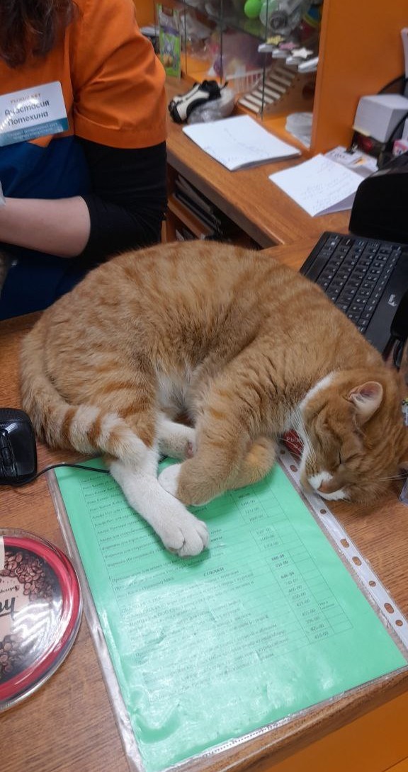 Кот на остановке