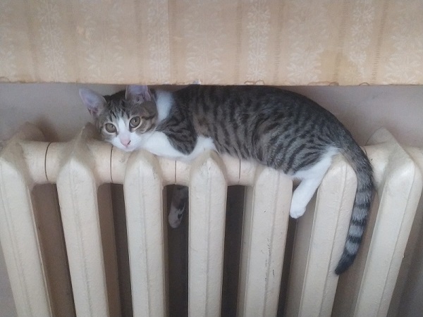 Про кошку