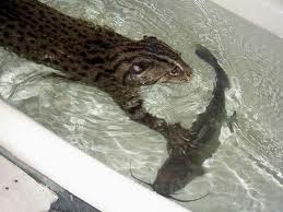 Морской котик, домашний