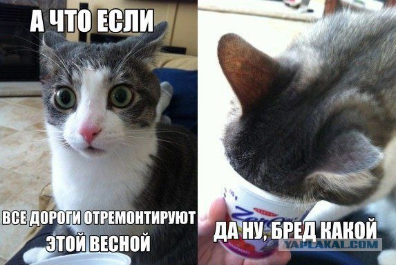 Котовторник 01.04.2014