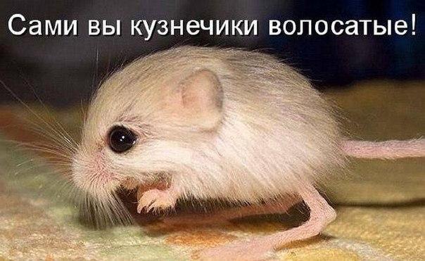 Весёлые картинки
