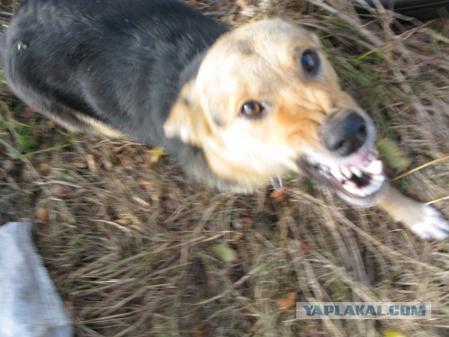 Веппский край, Южная тайга