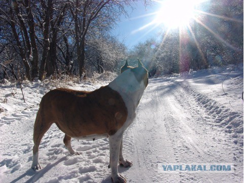 Страшно красивые терьеры