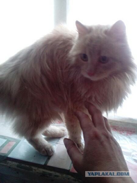 Котовторник 28.02.2017