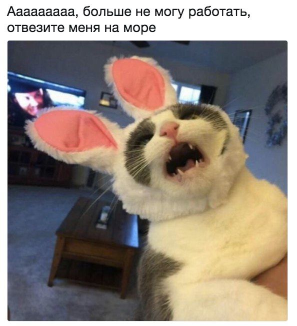 Подборка забавных животных
