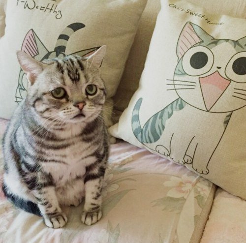 Коты и Кошки