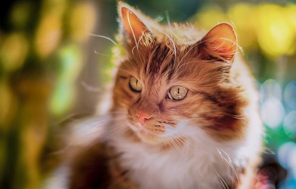 Коты и Кошки