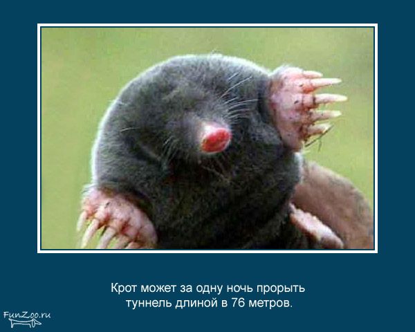 23 интересных факта о животных, которые вас удивят