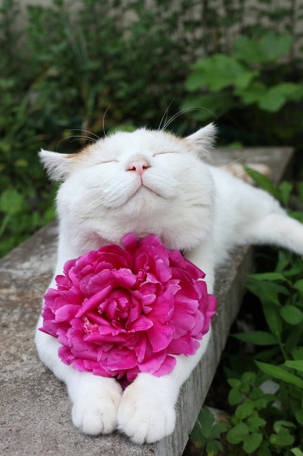 Коты и Кошки
