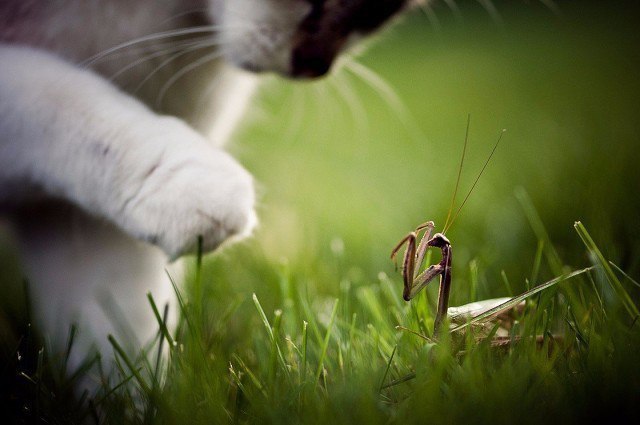 Коты и Кошки