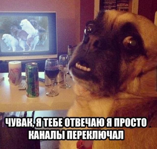 Финалисты самого смешного фотоконкурса в природе — Comedy Wildlife Awards 2017