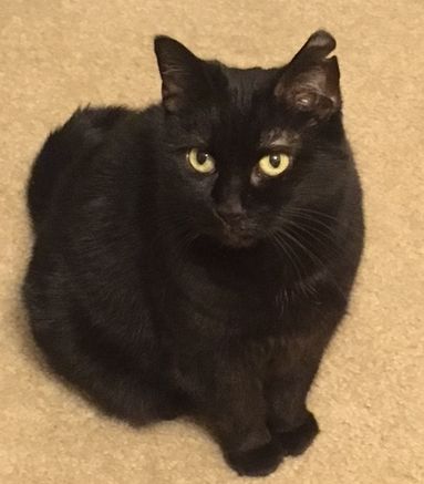 Котовторник