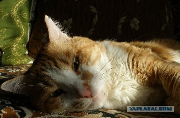 Рыжий котовторник на ЯПлакал!, Смотрим  и добавляем!