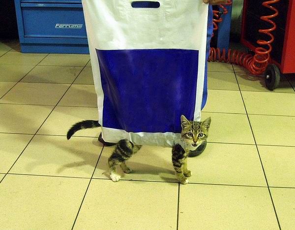 Уррааа! Котовторник на ЯПлакалъ!