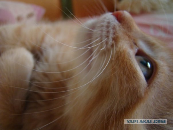 Котовторник
