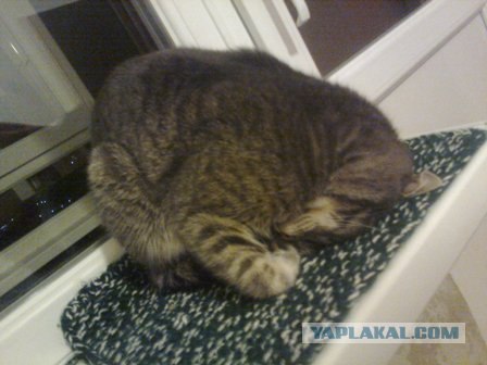 Котовторник 4.01.2011 - первый котовторник года