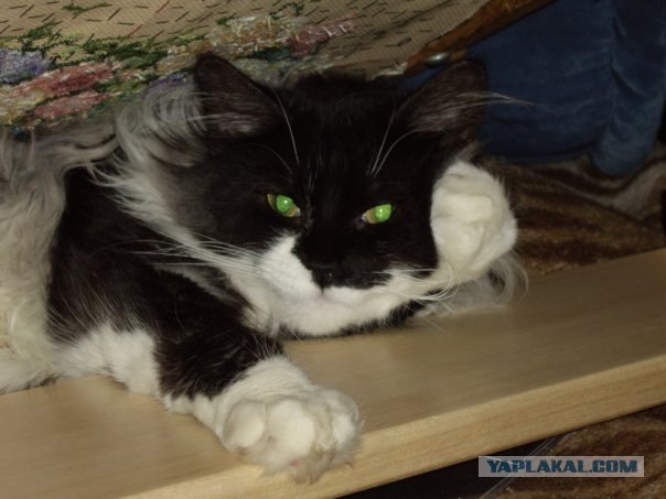 Котовторник с Максом