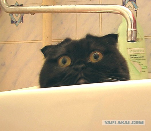 Состоятельный котовторник